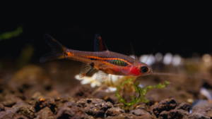 Chili Rasbora Care