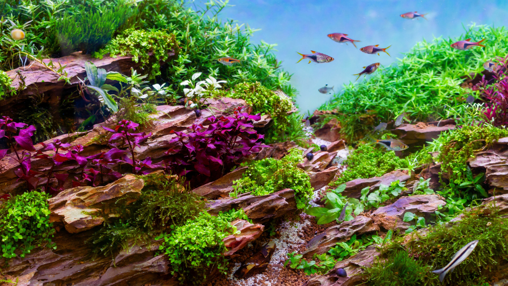 Choosing Aquarium Fish and Plants