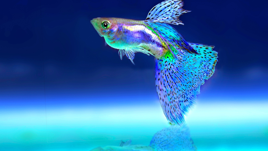 Choosing the right aquarium size