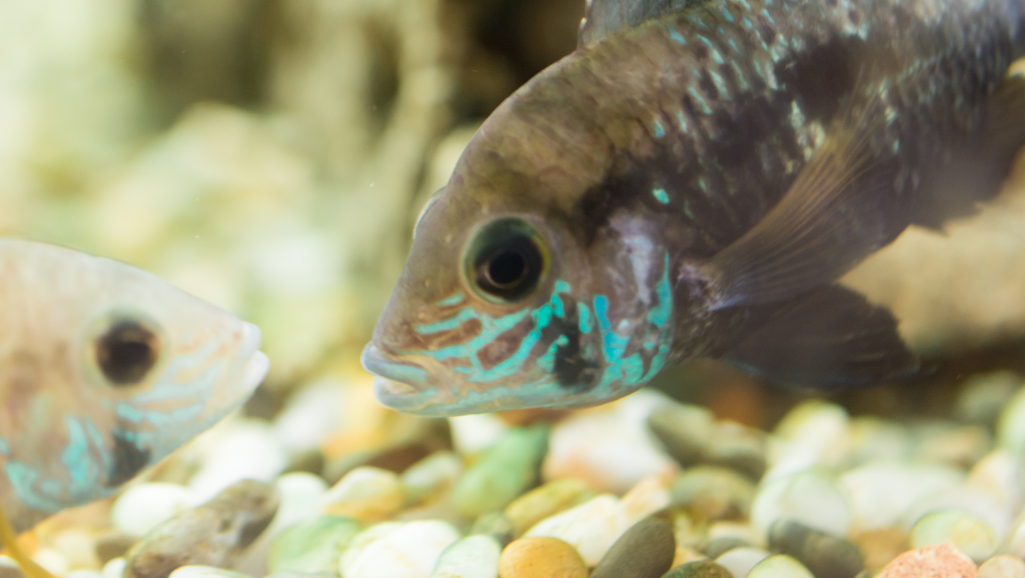 Cichlid Species