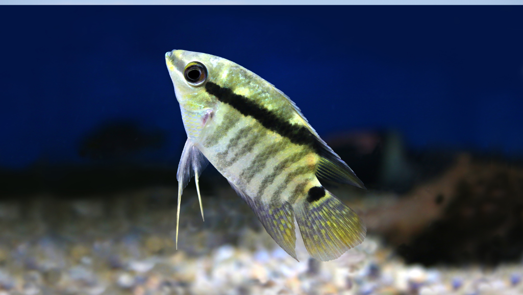 Cichlid fish behavior