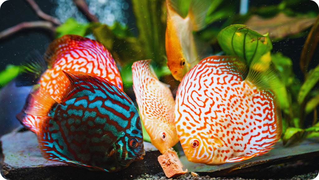 Colorful Aquarium Species