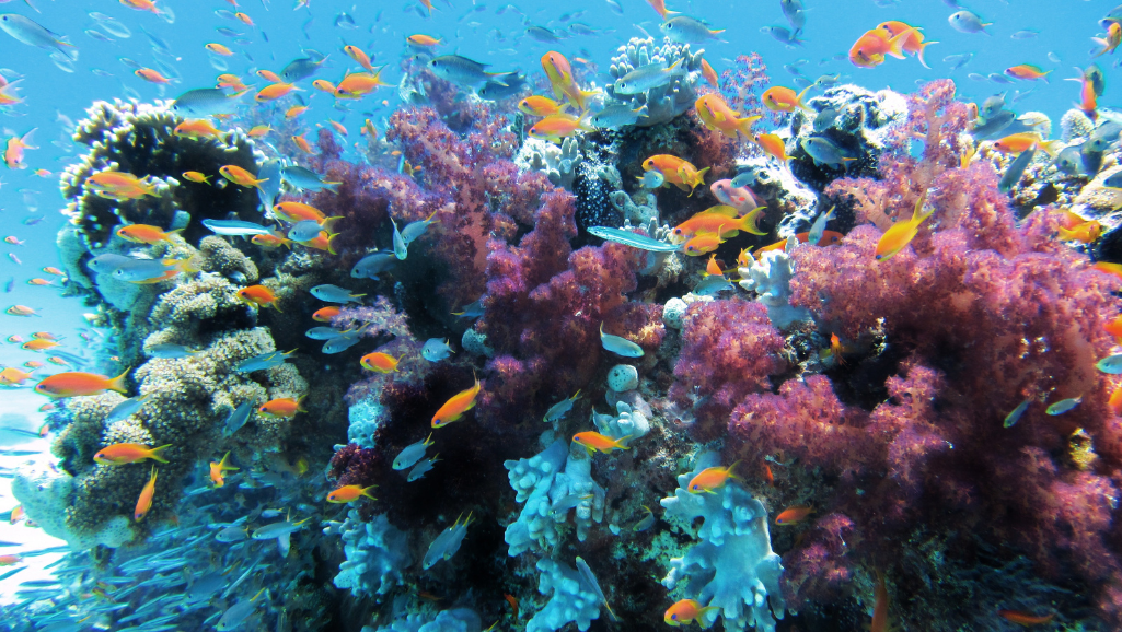 Colorful Fish Options