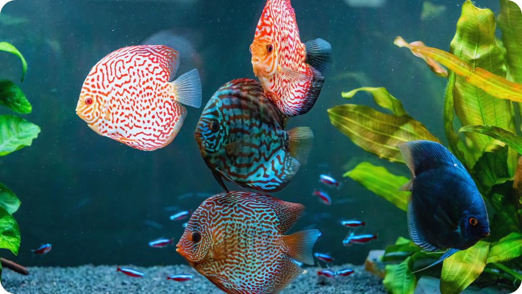 Colorful Fish Species