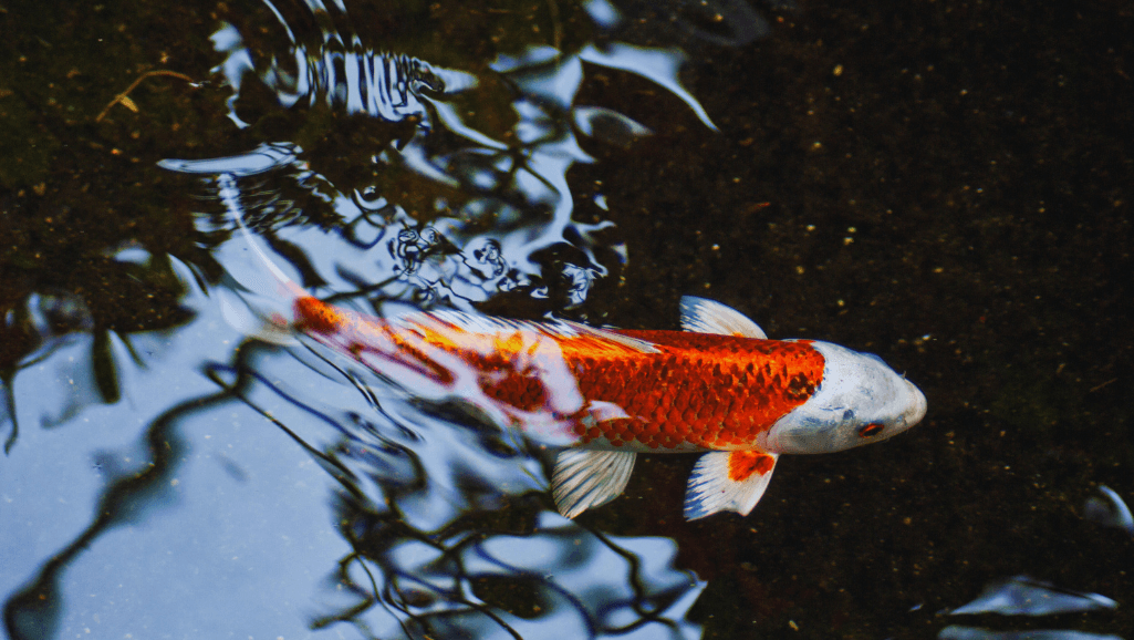 Common Goldfish in Outdoor Pond