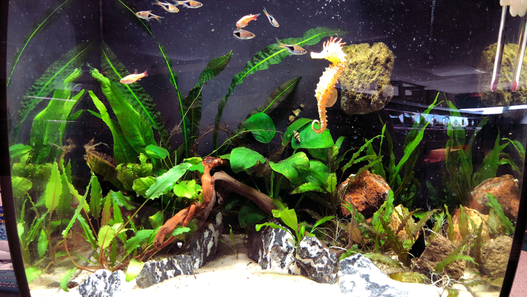 Community Tank Compatibility