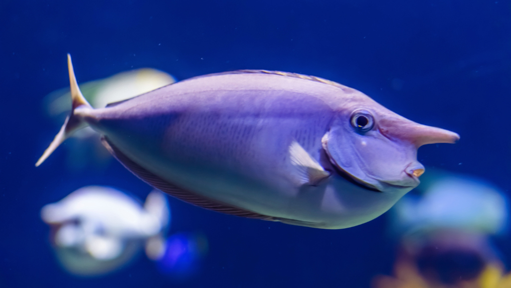 Compatible Fish Species and Issues Visualization