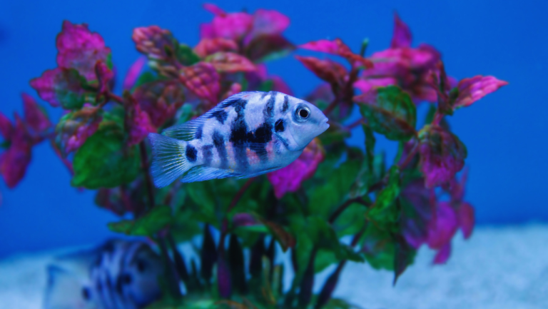 Convict Cichlid: Striking Freshwater Aquarium Fish 56 Convict Cichlid