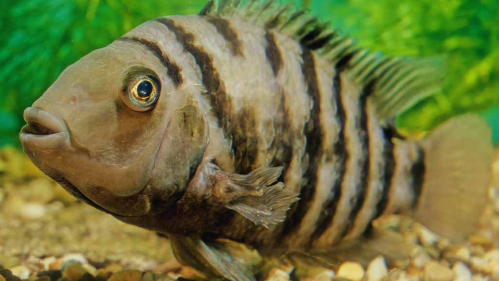 Convict Cichlid Aggressive Behavior