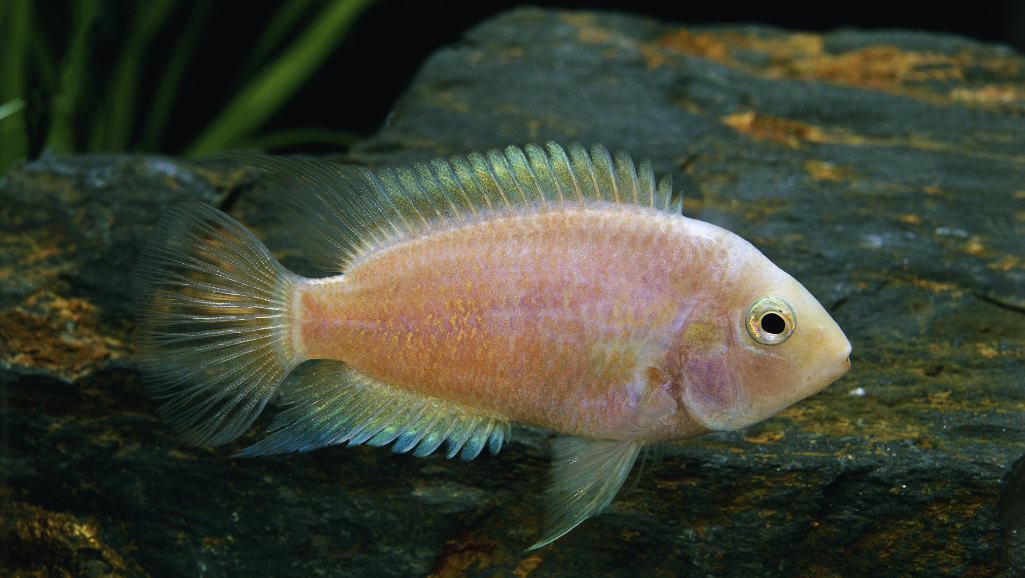 Convict Cichlid eating