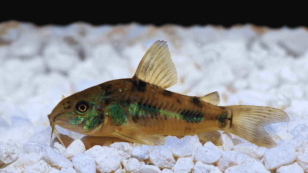 Cory Catfish Care
