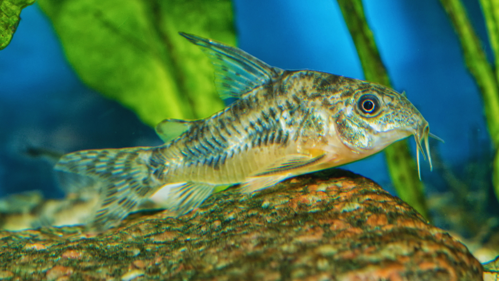 Corydoras Catfish