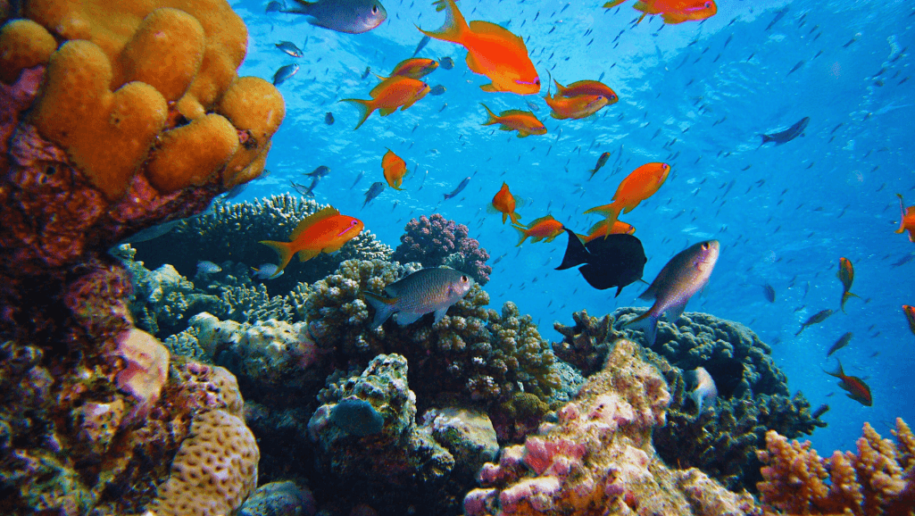 Crafting Underwater Masterpieces