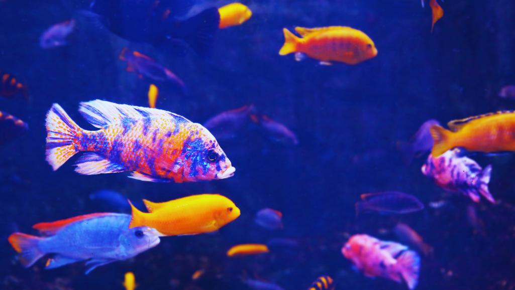 Creating the Perfect Habitat for Freshwater Fish
