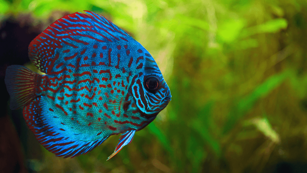 Wild-Caught Discus: Natural Aquarium Beauties 1 Discus