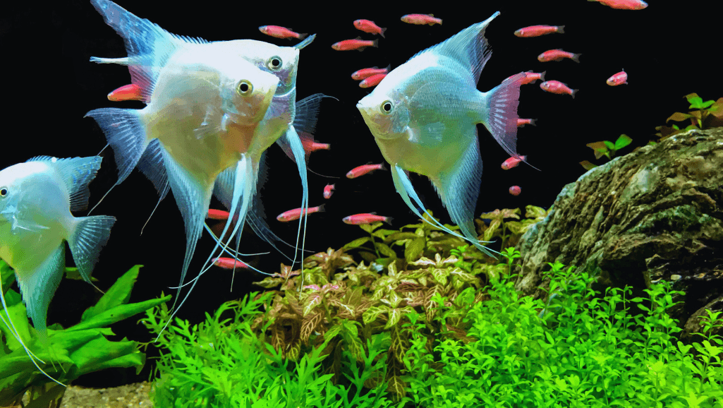 Diverse Freshwater Fish Tank Mates