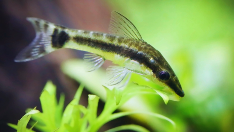 Dwarf Otocinclus: Tiny Algae Eaters for Aquariums 1 Dwarf Otocinclus