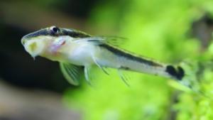 Algae Control