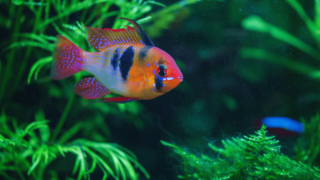 Electric Blue Ram in planted aquarium