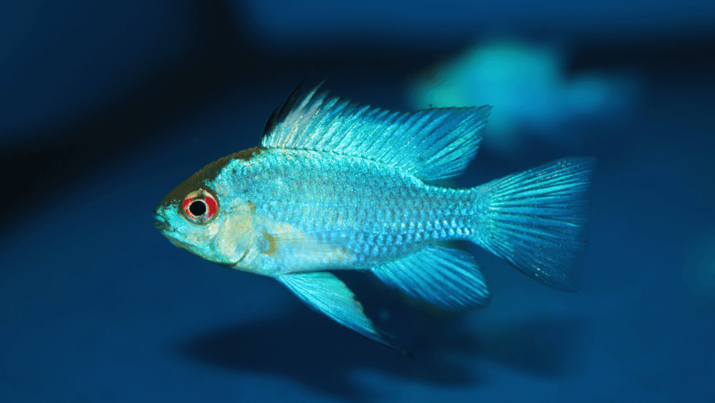 Electric Blue Ram: Vibrant Aquarium Fish Care Guide 1 Electric Blue Ram