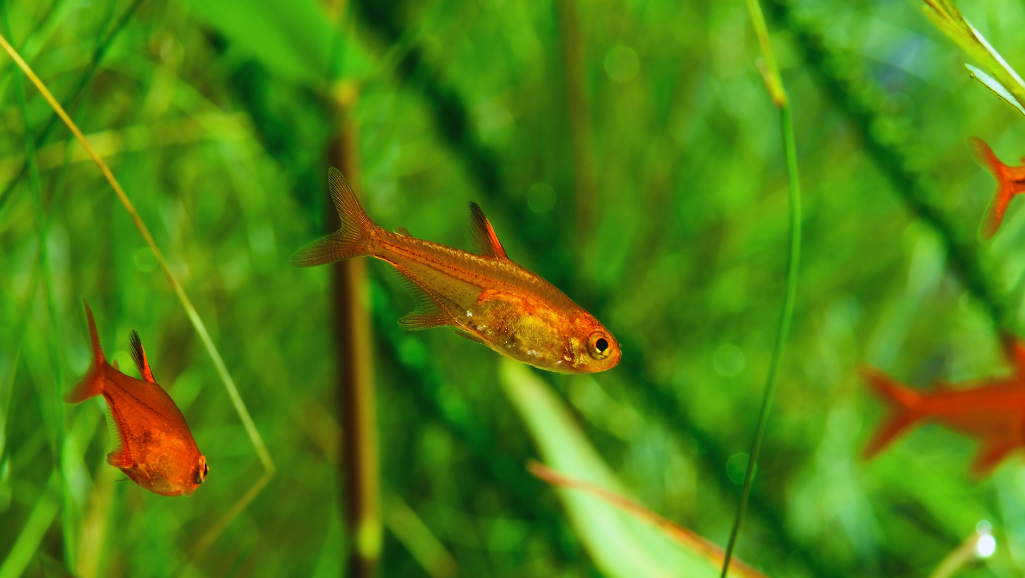 Ember Tetra Aquarium Setup