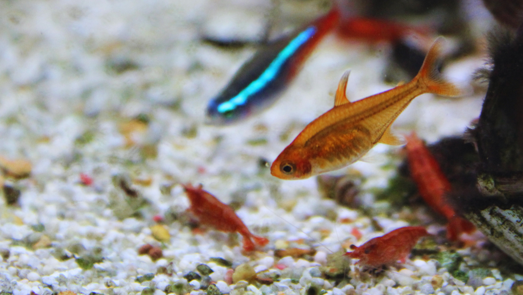 Ember Tetra breeding setup