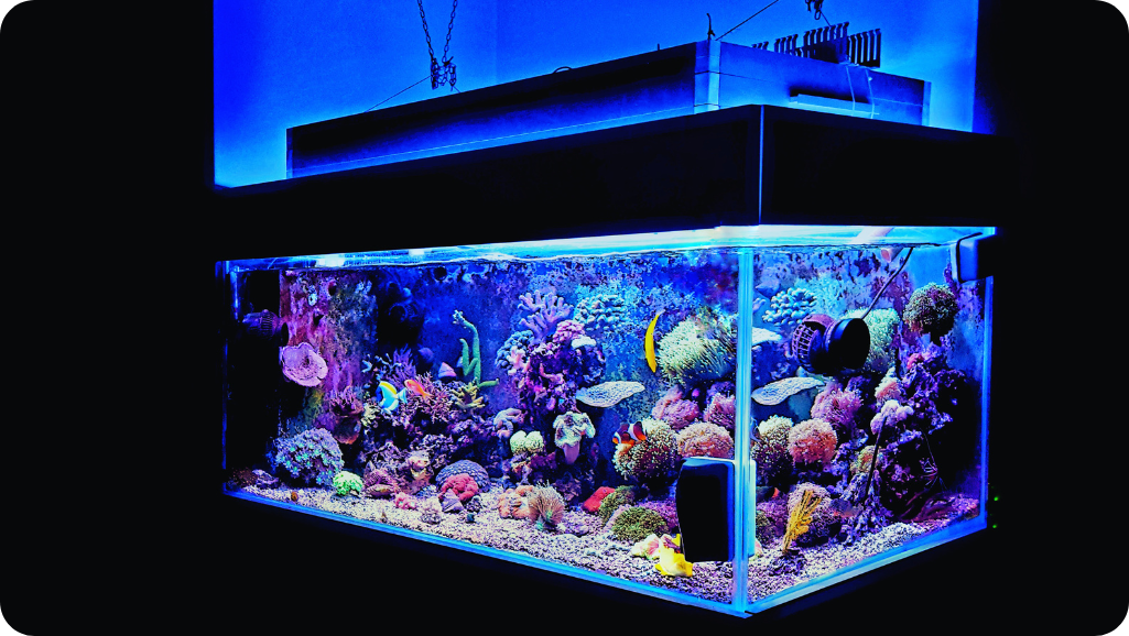 Essential Supplies for Tropical Fish Aquarium