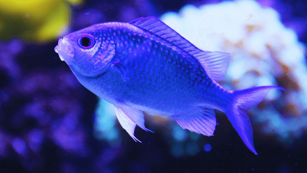 Exotic Fish for Aquarium