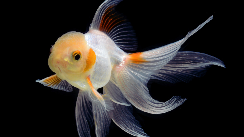 Fancy Goldfish Care