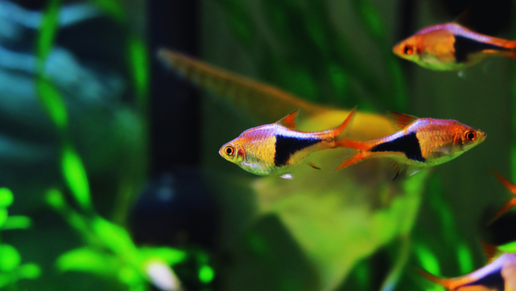 Feeding Harlequin Rasbora
