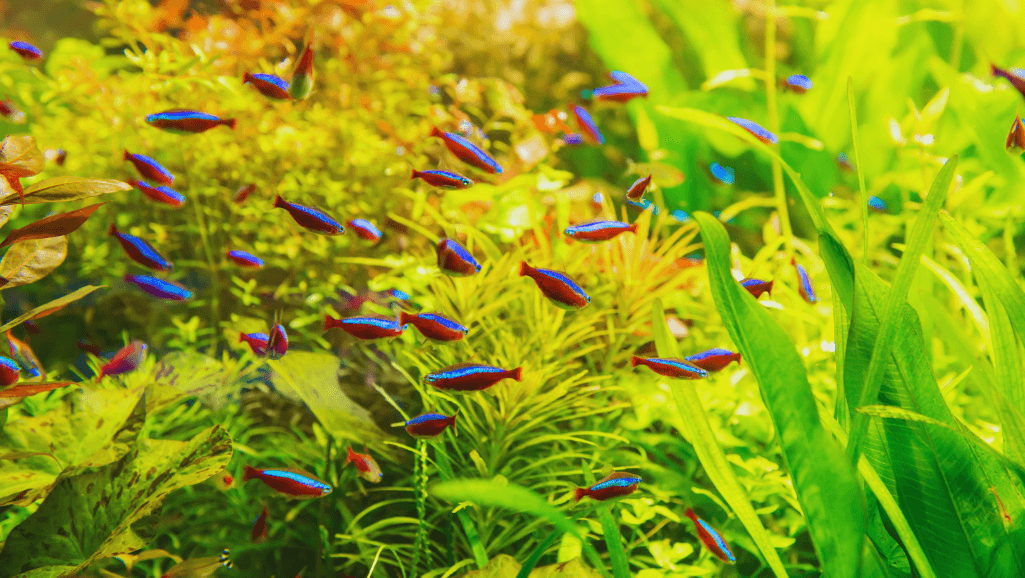 Feeding Neon Tetras