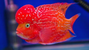 Flowerhorn Cichlid
