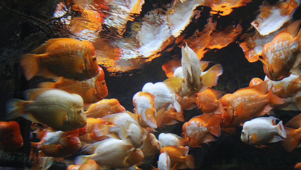Flowerhorn Cichlid Varieties