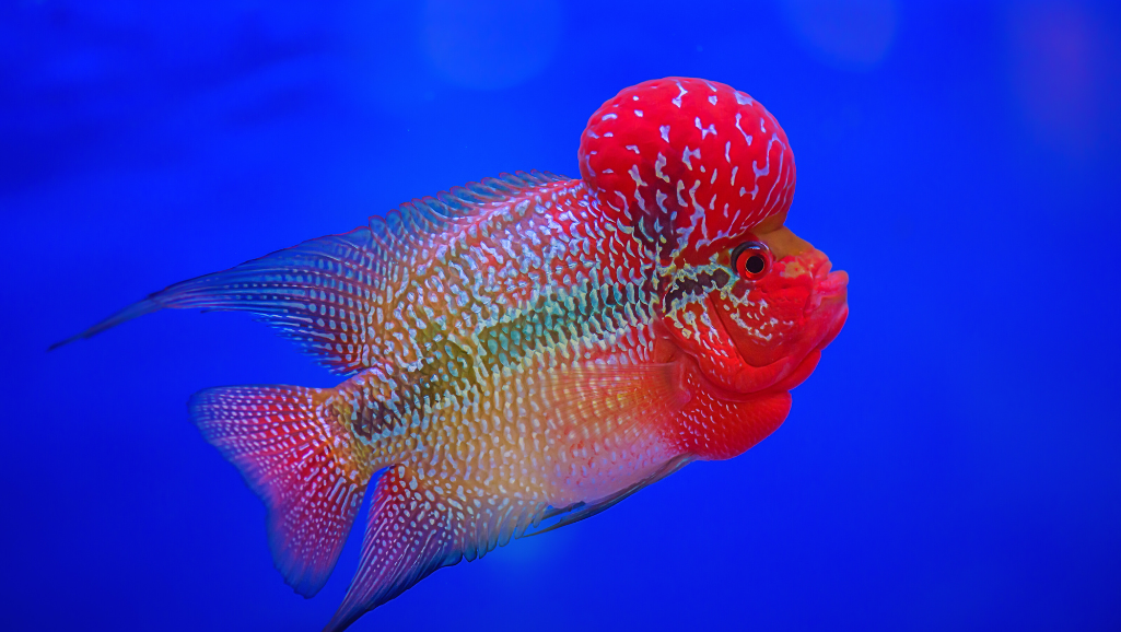 Flowerhorn Cichlid coloration