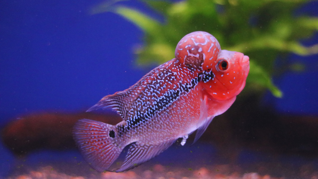 Flowerhorn cichlid in a spacious aquarium