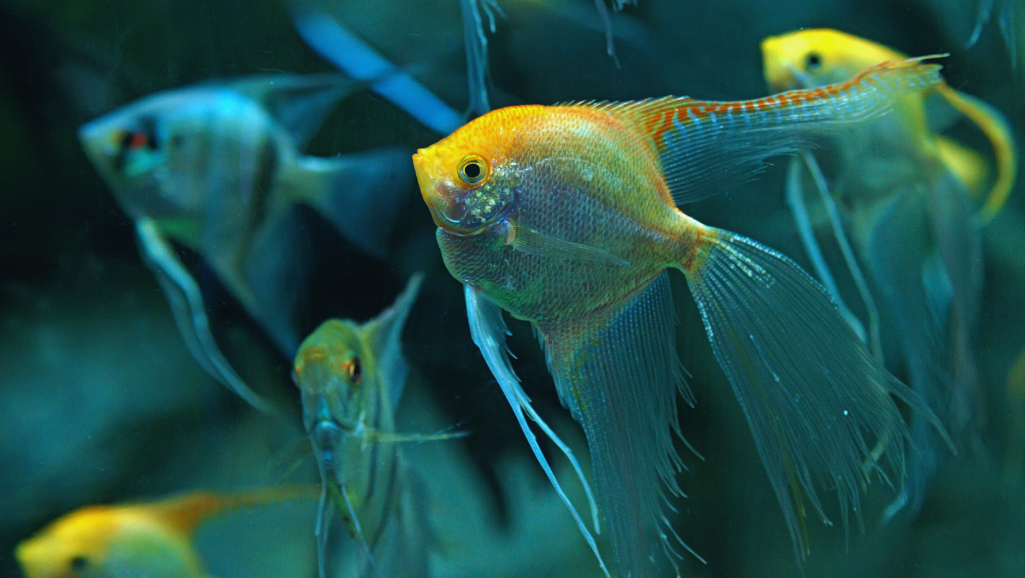Freshwater Angelfish care