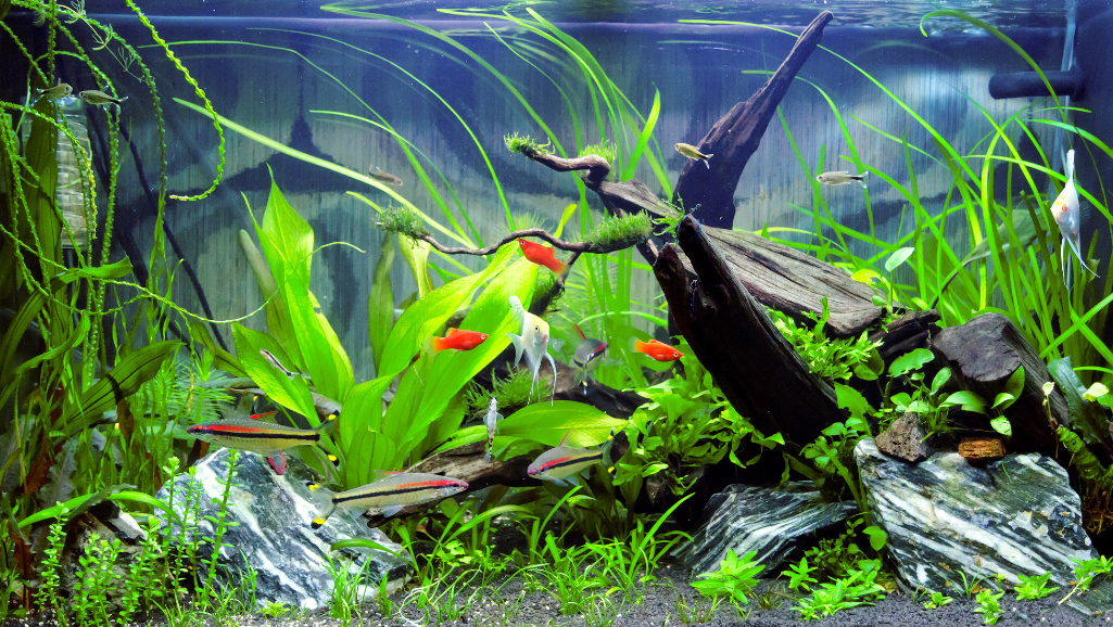 freshwater aquarium setup