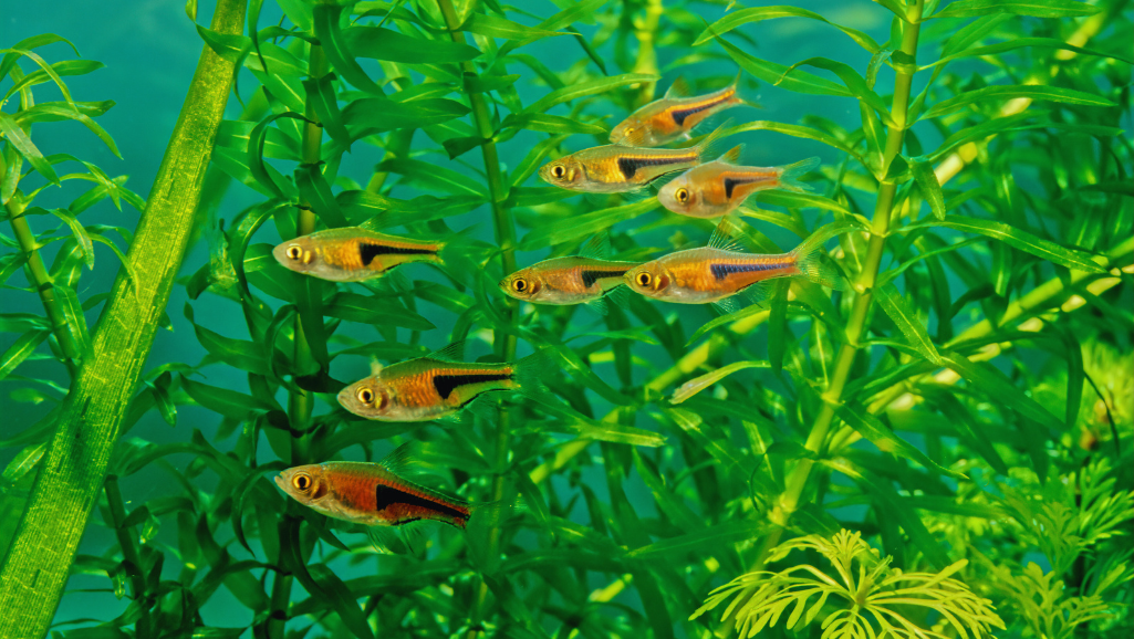 Freshwater aquarium setup for Galaxy Rasboras