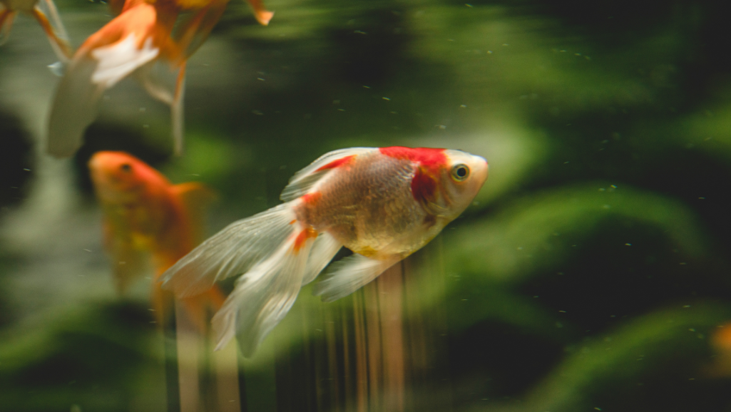 Freshwater fish tank maintenance