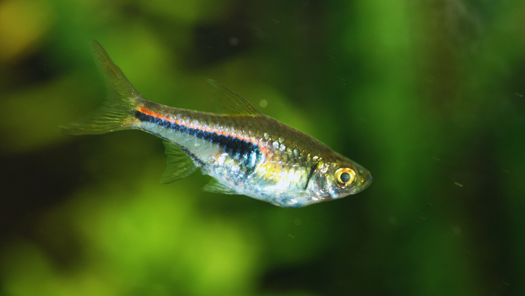 Galaxy Rasbora feeding
