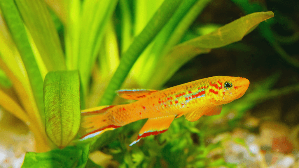 Golden Wonder Killifish in Vibrant Tank