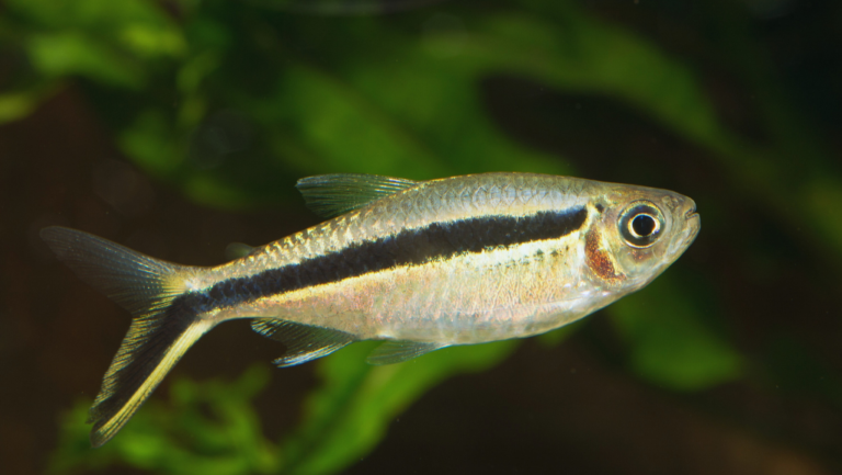 Green Neon Tetra: Vibrant Aquarium Fish Care Guide 1 Green Neon Tetra