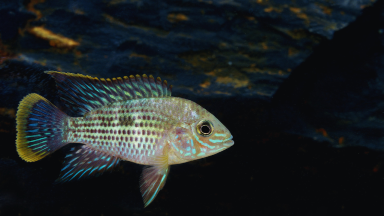 Green Terror: Vibrant Cichlid for Experienced Aquarists 1 Green Terror