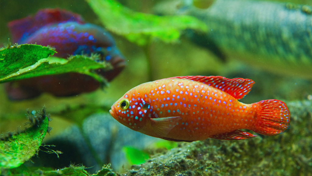 Green Terror Cichlid Vibrant Colors