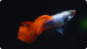 Guppy