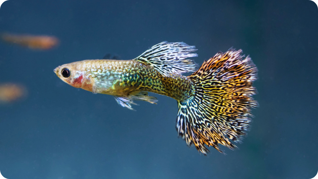Guppy Feeding Routine