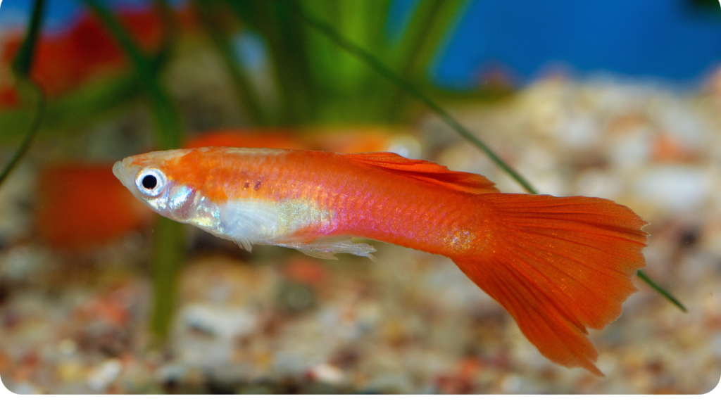 Guppy Tank Setup