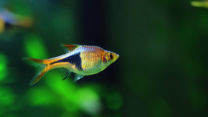 Harlequin Rasbora