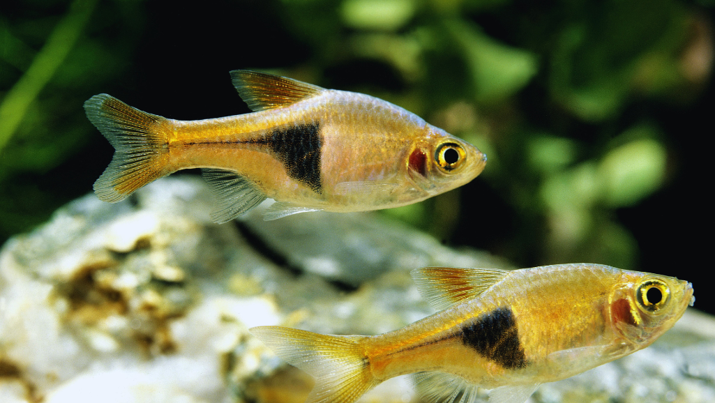 Harlequin Rasbora appearance