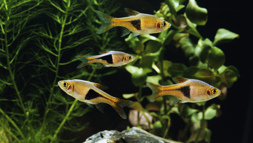 Harlequin Rasbora: Colorful Aquarium Fish Care Guide 1 Harlequin Rasbora